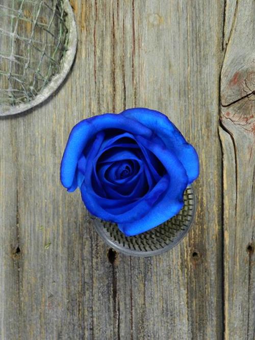  BLUE TINTED ROSES